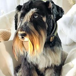 Chapo - Miniature Schnauzer
