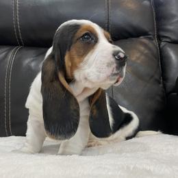 Rain - Brown black and white male Basset Hound puppy in Remington, Virginia from Lotus Rose Basset hounds