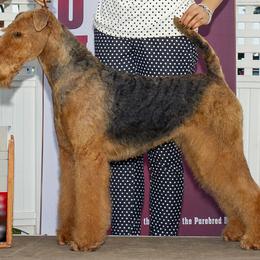 Nikki - Airedale Terrier
