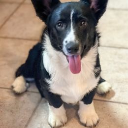 Phoebe - Cardigan Welsh Corgi