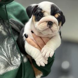 18 line champion Sadie - Black tri-color female Bulldog puppy in Seattle, Washington from mama Myra bulldogs