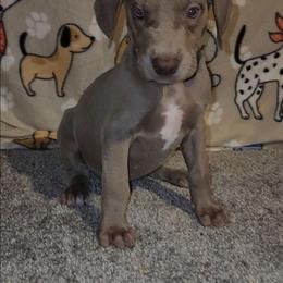 Aria - Chocolate female Great Dane puppy in Walker, Louisiana from La Rebel Danes