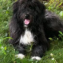 Absolute de La Rive - Black male Pyrenean Shepherd puppy in Ripley, Ohio from La Rive Pyr Sheps LLC