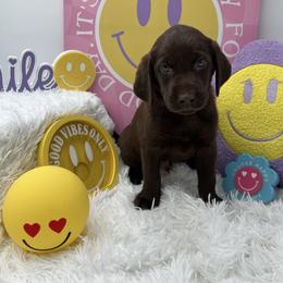 Royal Blue - Chocolate male Labrador Retriever puppy in Heath Springs, South Carolina from Rich Hill Retrievers