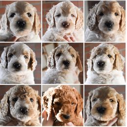 Goldendoodle Puppies from Pasatiempo Ranch