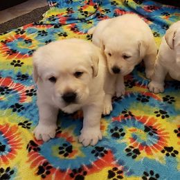 Labrador Retriever Puppies from Prairie Rose Retrievers