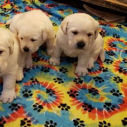 Labrador Retriever Puppies from Prairie Rose Retrievers