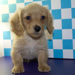 Nash - Cream male Dachshund puppy in Midland, Texas from The Barefield Doxies