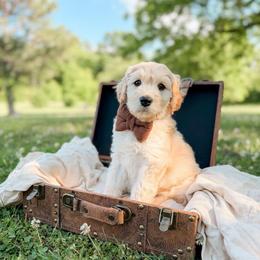Clyde - Cream male Goldendoodle puppy in Ooltewah, Tennessee from Allison Family Doodles