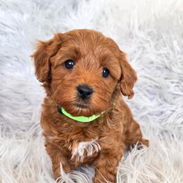 Pisces - Red  female Goldendoodle puppy in Syracuse, Utah from Just Doodling Dogs