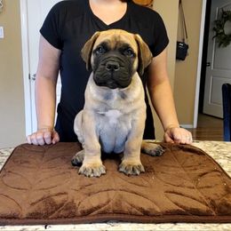 Bullmastiff and Pembroke Welsh Corgi Puppies from Jenkins Family Bullmastiffs