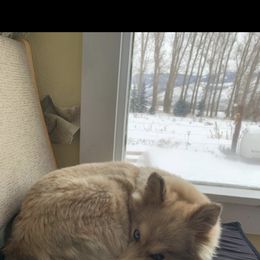 Pomsky All Grown Up from Kenna'z Kuddly Pomskiez