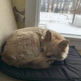 Pomsky All Grown Up from Kenna'z Kuddly Pomskiez