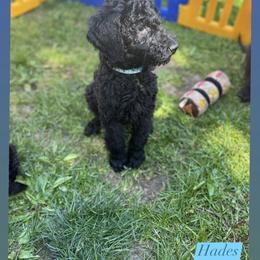 Poodle Puppies from Sarah’s Standards