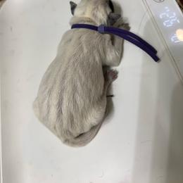 Girl 3 - Blue female Australian Cattle Dog puppy in Chelsea, Oklahoma from CT Mini Heelers