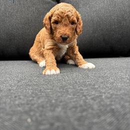 Sparkler - Red  female Goldendoodle puppy in Gower, Missouri from Hillside Paws