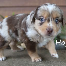Hoyt - Red merle male Miniature American Shepherd puppy in Godley, Texas from Flying H Toy and Mini Aussies