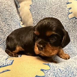 Jacob - Black and tan male Cavalier King Charles Spaniel puppy in Spokane, Washington from PJE Cavs and Poos