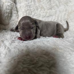 Sonic - Silver male Great Dane puppy in Moreno Valley, California from Graham’s Danes N Littles