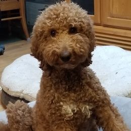 Olive - Goldendoodle