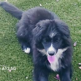 Blue - Black & white male Miniature Australian Shepherd puppy in Middleburg, Florida from Dog Father Kennels