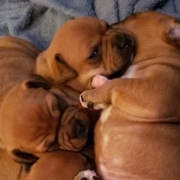 Bull Terrier and Staffordshire Bull Terrier Puppies from Terri Cournoyer