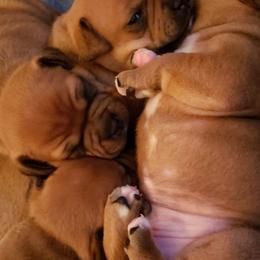 Bull Terrier and Staffordshire Bull Terrier Puppies from Terri Cournoyer