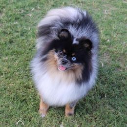 Mosie - Pomeranian
