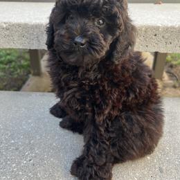 Red collar girl - Black female Poodle puppy in Valdosta, Georgia from Posh Poodles