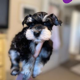 Purple - Black and silver female Miniature Schnauzer puppy in Berea, South Carolina from kathi burke