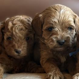 Boy 3 Selection - Apricot male Cavapoo puppy in Pleasant Hill, Iowa from Harvest Creek