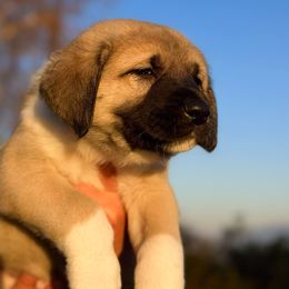 Anatolian Shepherd Dog Puppies from WanderDogs.Co