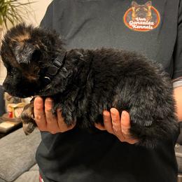 Bane - Black and red male German Shepherd puppy in Quartz Hill, California from Von Gonzalez Kennel