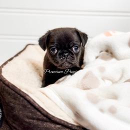 Billy - Black male Pug puppy in Shady Hills, Florida from Premium Pugs