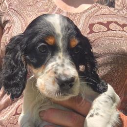 Cynthia 1 - Blue belton and tan (tri-color) female English Setter puppy in Morrice, Michigan from Wild Bird Setters