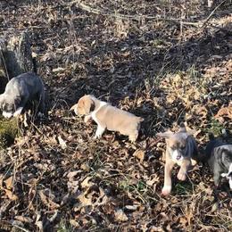 Mountain Cur Puppies from Walnut Ridge Mountain Curs
