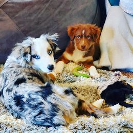 Miniature American Shepherds and Miniature Australian Shepherds from Majestic Point Aussies
