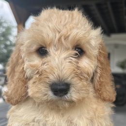 Goldendoodles from Texas Doodles