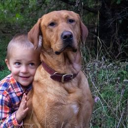 Labrador Retrievers from Dan Roehl