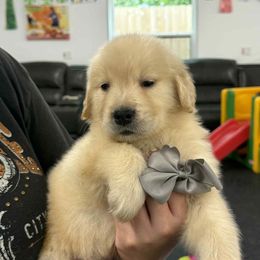 Boy 1 - Golden male Golden Retriever puppy in Edgerton, Wisconsin from ERSA Acres Golden Retrievers...limited registration only offered