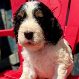 Patriot - Black white and tan male English Springer Spaniel puppy in Madison, Indiana from McCollough's Pawsome Spaniels and Danny's Delightful Dachshunds