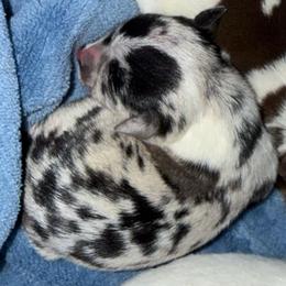 Penny - Merle female Chihuahua puppy in Pounding  Mill, Virginia from Rosa's Chihuahuas