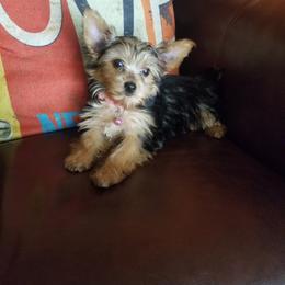 Yorkshire Terrier Puppies from The Yorkie House