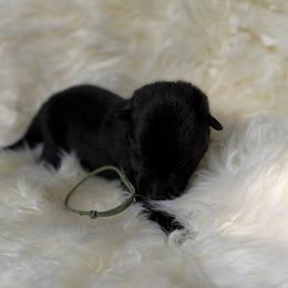 Green - Black male German Shepherd puppy in Cody, Wyoming from Faoladh German Shepherds