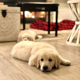 Golden Retriever Puppies from Brightside Goldens