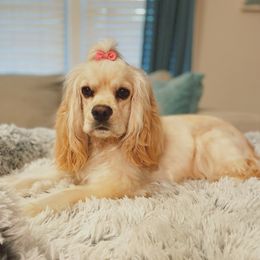 Chloe - Cocker Spaniel