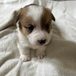 C.c. - Red female Pembroke Welsh Corgi puppy in Blair, Wisconsin from Sandy’s Pet Grooming and Boarding & AKC Corgis