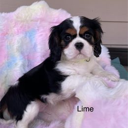 Dune - Tri-color Cavalier King Charles Spaniel puppy in Ridgeville, South Carolina from Misty Meadow Cavaliers