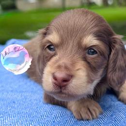 Chocolate and Cream Boy - Chocolate and cream male Dachshund puppy in Houston, Texas from L&L 4D Dancer’s Dachshunds