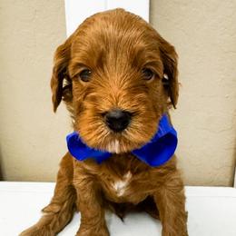 Hopper - Red  male Goldendoodle puppy in Peoria, Arizona from Cactus Doods
